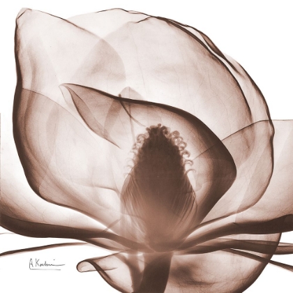 Picture of MAGNOLIA MOCHA BEAUTY 1