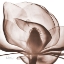 Picture of MAGNOLIA MOCHA BEAUTY 1