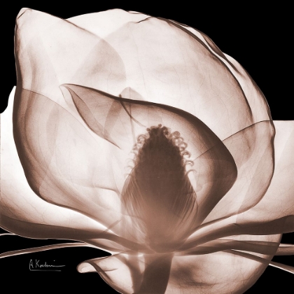 Picture of MAGNOLIA MOCHA BEAUTY 1 V2