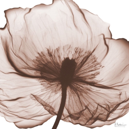 Picture of MAGNOLIA MOCHA BEAUTY 2