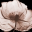Picture of MAGNOLIA MOCHA BEAUTY 2 V2