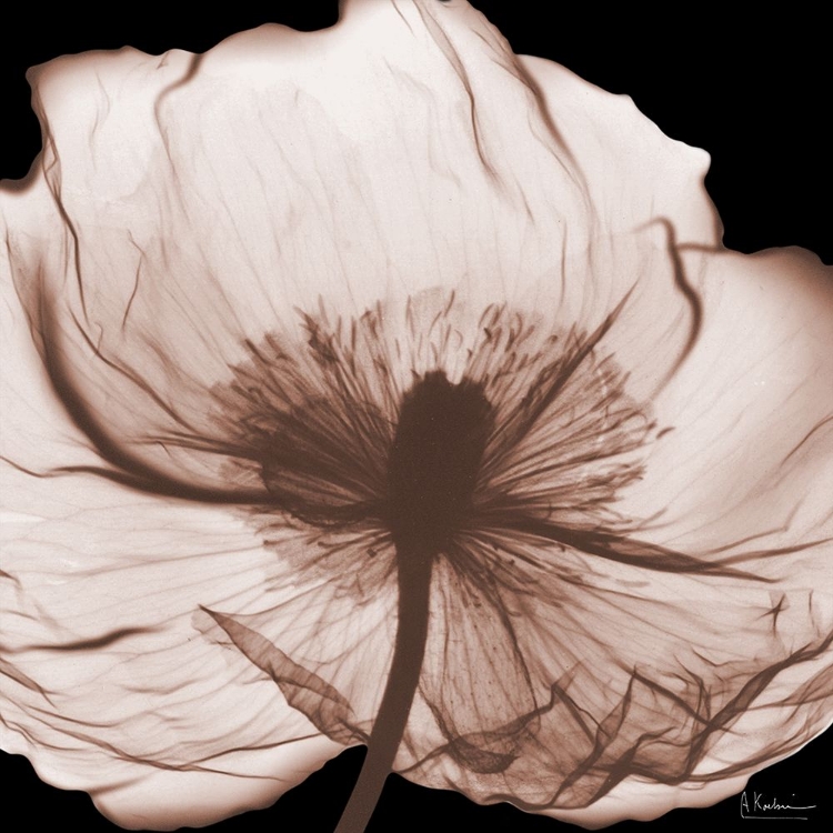 Picture of MAGNOLIA MOCHA BEAUTY 2 V2