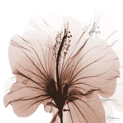 Picture of TASTY MOCHA HIBISCUS 1
