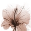 Picture of TASTY MOCHA HIBISCUS 1