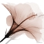 Picture of TASTY MOCHA HIBISCUS 2