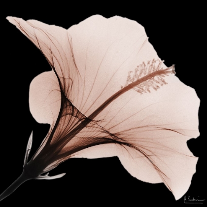 Picture of TASTY MOCHA HIBISCUS 2 V2