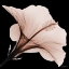 Picture of TASTY MOCHA HIBISCUS 2 V2