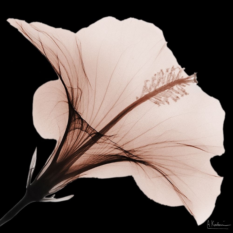 Picture of TASTY MOCHA HIBISCUS 2 V2