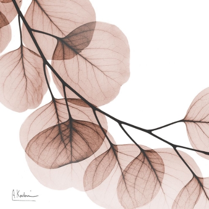 Picture of MOCHA EUCALYPTUS 2