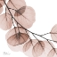 Picture of MOCHA EUCALYPTUS 2