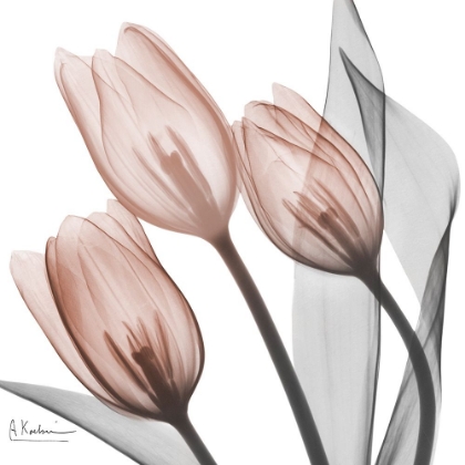 Picture of SPLENDID MOCHA TULIPS 1