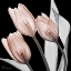 Picture of SPLENDID MOCHA TULIPS 1 V2