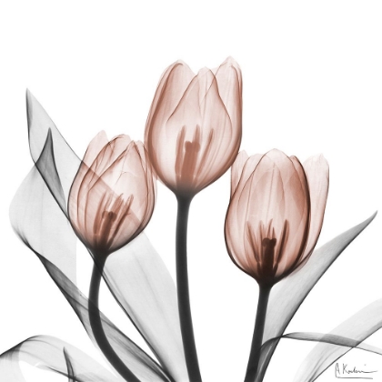 Picture of SPLENDID MOCHA TULIPS 2
