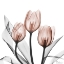Picture of SPLENDID MOCHA TULIPS 2
