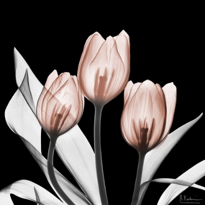 Picture of SPLENDID MOCHA TULIPS 2 V2