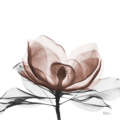 Picture of MOCHA MAGNOLIA BLOOM 1