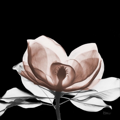 Picture of MOCHA MAGNOLIA BLOOM 1 V2