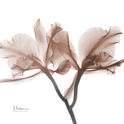 Picture of MOCHA ORCHID 1