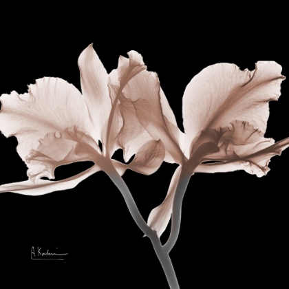 Picture of MOCHA ORCHID 1 V2