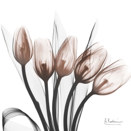 Picture of MARVELOUS MOCHA TULIPS 1