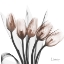 Picture of MARVELOUS MOCHA TULIPS 1