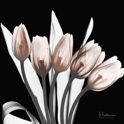 Picture of MARVELOUS MOCHA TULIPS 1 V2