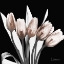 Picture of MARVELOUS MOCHA TULIPS 1 V2