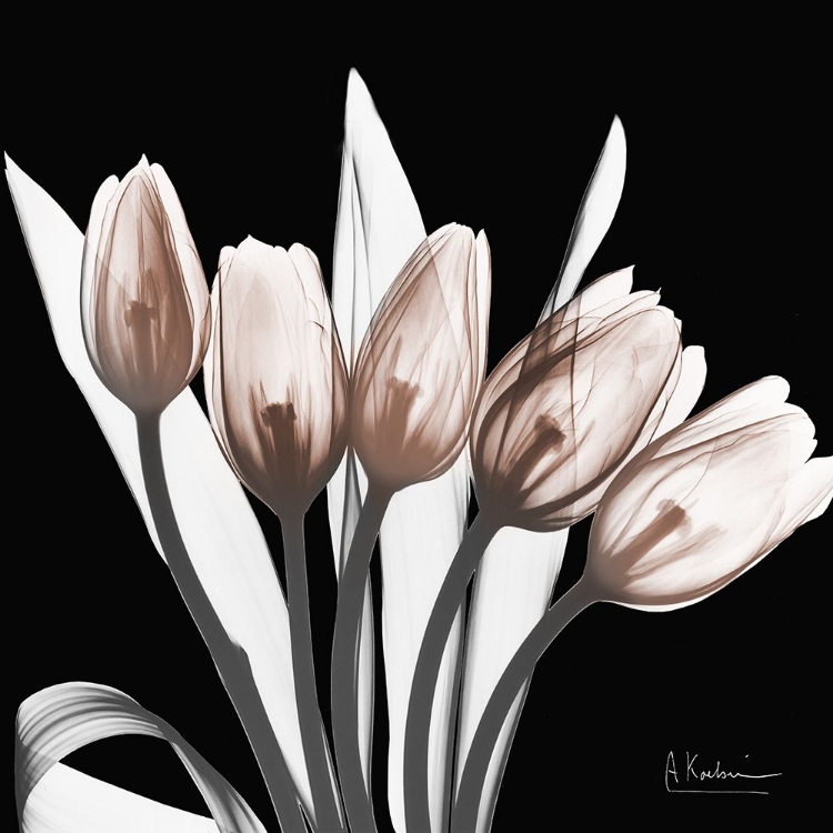 Picture of MARVELOUS MOCHA TULIPS 1 V2