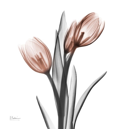 Picture of ENCHANTED MOCHA TULIPS 1