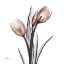 Picture of ENCHANTED MOCHA TULIPS 1