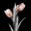 Picture of ENCHANTED MOCHA TULIPS 1 V2