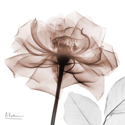 Picture of MOCHA ROSE 1