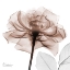 Picture of MOCHA ROSE 1
