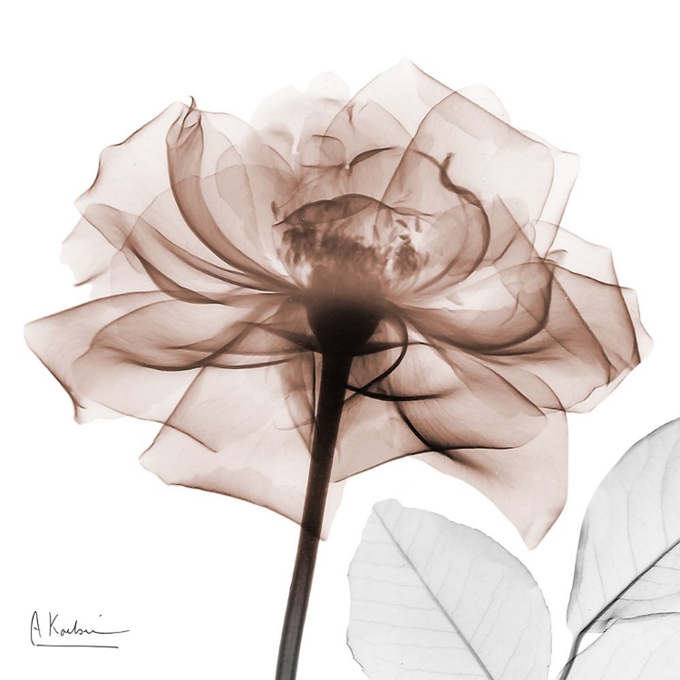 Picture of MOCHA ROSE 1
