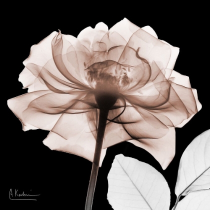Picture of MOCHA ROSE 1 V2