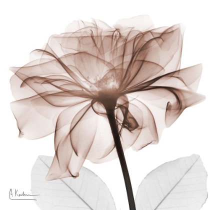 Picture of MOCHA ROSE 2