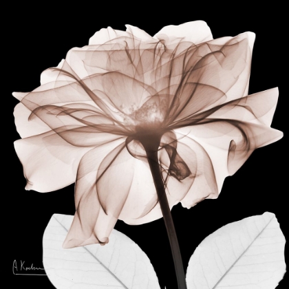 Picture of MOCHA ROSE 2 V2