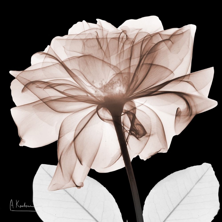 Picture of MOCHA ROSE 2 V2