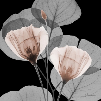 Picture of FUTURE MOCHA BLOOMS 2 V2