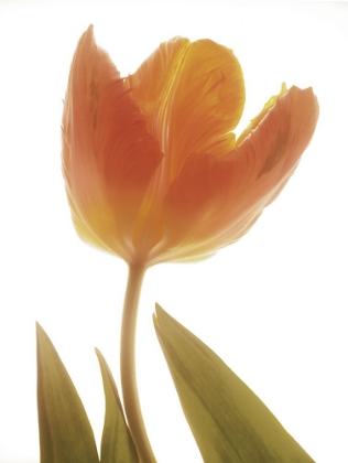 Picture of SOLO TULIP