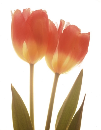 Picture of ORANGE TULIPS