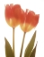 Picture of ORANGE TULIPS