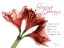 Picture of XMAS AMARYLLIS