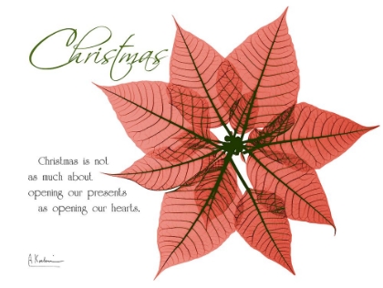 Picture of XMAS POINSETTIA
