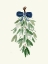Picture of BLUE RIBBON MISTLETOE
