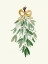 Picture of GOLD RIBBON MISTLETOE