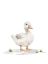 Picture of FARM FRIENDS 4