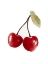 Picture of CHERRY 6