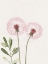Picture of FAIRY WISHES 1