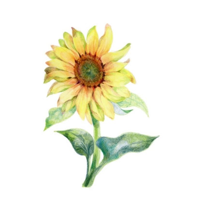 Picture of SUNFLOWER FROLIC 2